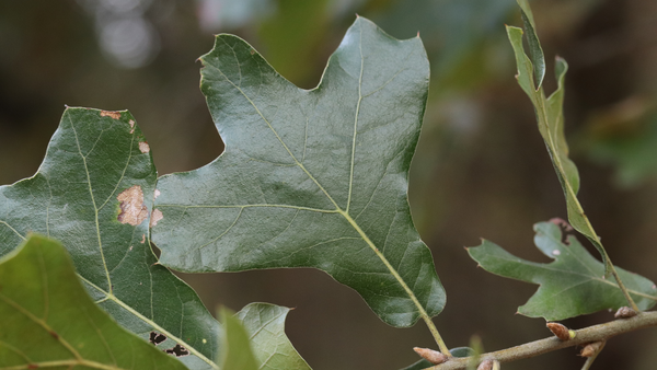 Oak leaf